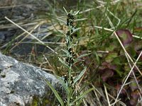 Gnaphalium sylvaticum 2, Bosdroogbloem, Saxifraga-Willem van Kruijsbergen