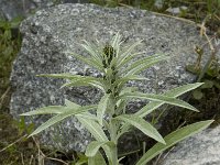 Gnaphalium sylvaticum 3, Bosdroogbloem, Saxifraga-Willem van Kruijsbergen