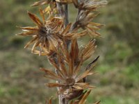 Gnaphalium sylvaticum 4, Bosdroogbloem, Saxifraga-Rutger Barendse