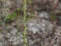 Gnaphalium sylvaticum 6, Bosdroogbloem, Saxifraga-Peter Meininger