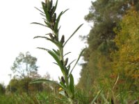 Gnaphalium sylvaticum 7, Bosdroogbloem, Saxifraga-Rutger Barendse