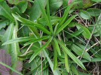 Gnaphalium sylvaticum 8, Bosdroogbloem, Saxifraga-Rutger Barendse