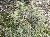 Gnaphalium uliginosum 10, Moerasdroogbloem, Saxifraga-Rutger Barendse