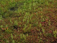 Gnaphalium uliginosum 12, Moerasdroogbloem, Saxifraga-Hans Boll