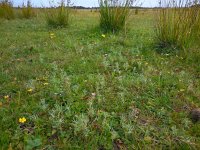 Gnaphalium uliginosum 4, Moerasdroogbloem, Saxifraga-Ed Stikvoort