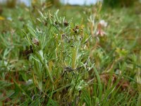 Gnaphalium uliginosum 5, Moerasdroogbloem, Saxifraga-Ed Stikvoort