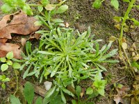 Gnaphalium uliginosum 8, Moerasdroogbloem, Saxifraga-Rutger Barendse