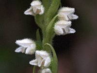 Goodyera repens 16, Dennenorchis, Saxifraga-Hans Dekker