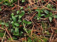 Goodyera repens 35, Dennenorchis, Saxifraga-Hans Boll