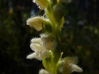 Goodyera repens 36, Dennenorchis, Saxifraga-Ed Stikvoort