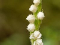 Goodyera repens 53, Dennenorchis, Saxifraga-Luuk Vermeer