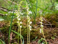 Goodyera repens 54, Dennenorchis, Saxifraga-Luuk Vermeer