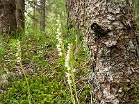 Goodyera repens 55, Dennenorchis, Saxifraga-Luuk Vermeer