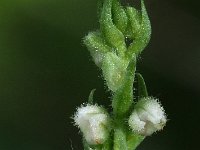 Goodyera repens 59, Dennenorchis, Saxifraga-Hans Dekker