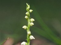 Goodyera repens 61, Dennenorchis, Saxifraga-Hans Dekker