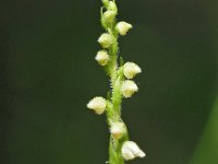 Goodyera repens 62, Dennenorchis, Saxifraga-Hans Dekker