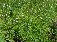 Gratiola officinalis 20, Genadekruid, Saxifraga-Hans Grotenhuis