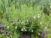 Gratiola officinalis 10, Genadekruid, Saxifraga-Rutger Barendse