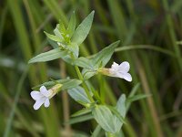 Gratiola officinalis 13, Genadekruid, Saxifraga-Jan Nijendijk