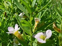 Gratiola officinalis 16, Genadekruid, Saxifraga-Hans Grotenhuis