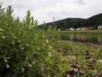 Gratiola officinalis 4, Genadekruid, Saxifraga-Jeroen Willemsen