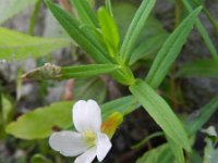 Gratiola officinalis 8, Genadekruid, Saxifraga-Rutger Barendse