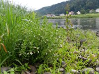 Gratiola officinalis 9, Genadekruid, Saxifraga-Rutger Barendse