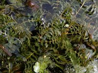 Groenlandia densa 9, Paarbladig fonteinkruid, Saxifraga-Ed Stikvoort