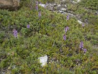 Gymnadenia borealis
