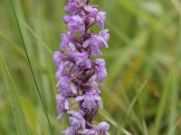 Gymnadenia conopsea 118, Grote muggenorchis, Saxifraga-Willem van Kruijsbergen