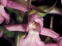 Gymnadenia densiflora 4, Saxifraga-Hans Dekker