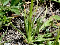 Gymnadenia rhellicani 14, Saxifraga-Sonja Bouwman  Zwarte vanilleorchis - Gymnadenia rhellicani - Orchidaceae familie