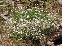 Gypsophila repens 18, Saxifraga-Harry Jans