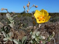 Halimium halimifolium 17, Saxifraga-Ed Stikvoort