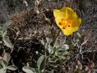 Halimium halimifolium 18, Saxifraga-Ed Stikvoort