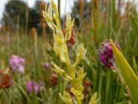 Hammarbya paludosa 42, Veenmosorchis, Saxifraga-Ed Stikvoort