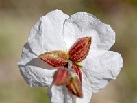 Helianthemum almeriense 7, Saxifraga-Sonja Bouwman  Helianthemum almeriense - Cistaceae familie