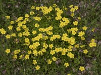 Helianthemum nummularium 57, Saxifraga-Willem van Kruijsbergen