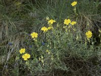 Helianthemum nummularium 59, Saxifraga-Willem van Kruijsbergen