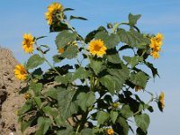 Helianthus annuus 12, Zonnebloem, Saxifraga-Ed Stikvoort