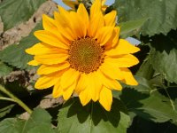 Helianthus annuus 14, Zonnebloem, Saxifraga-Ed Stikvoort