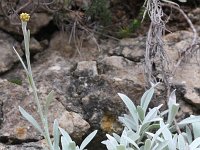 Helichrysum ambiguum