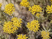 Helichrysum italicum 6, Saxifraga-Sonja Bouwman  P16. Kerrieplant - Helichrysum italicum - Asteraceae familie