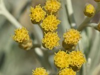 Helichrysum italicum 8, Saxifraga-Sonja Bouwman  Kerrieplant - Helichrysum italicum - Asteraceae familie; Dubrovnik (Kr)