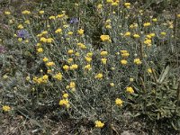 Helichrysum stoechas 34, Saxifraga-Willem van Kruijsbergen