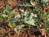 Heliotropium europaeum 1, Europese heliotroop, Saxifraga-Jasenka Topic