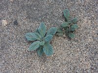 Heliotropium europaeum 10, Europese heliotroop, Saxifraga-Ed Stikvoort