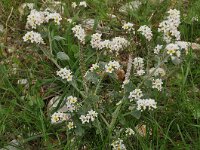 Heliotropium europaeum 11, Europese heliotroop, Saxifraga-Harry Jans