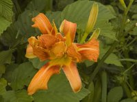 Hemerocallis fulva, Orange Day-lily