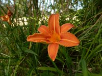 Hemerocallis fulva 10, Bruine daglelie, Saxifraga-Peter Meininger